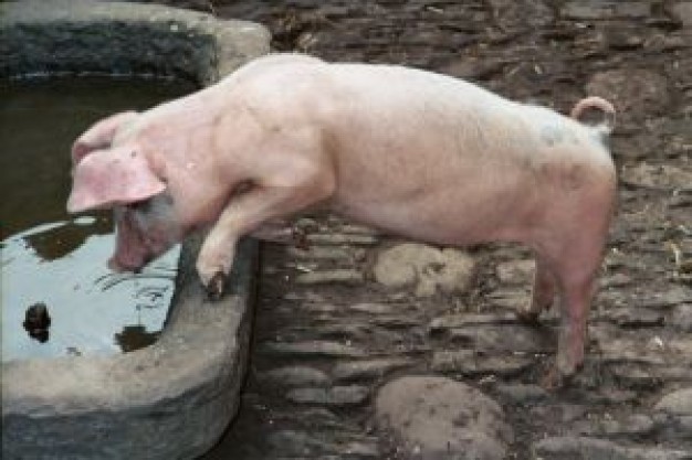 pig drinking water in water stone flume