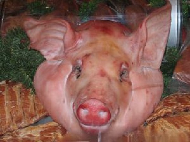 pig front view