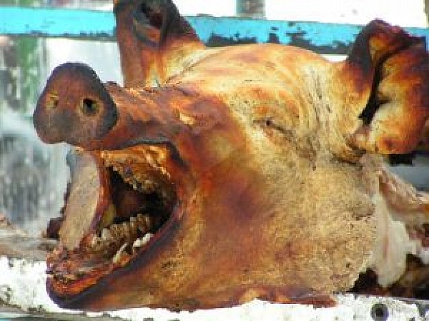 pig head of ecuadorian cuisine