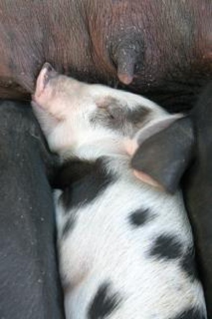 pig lazy sleeping in bosom of mother