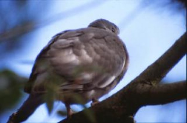 pigeon animal back view with blue light background