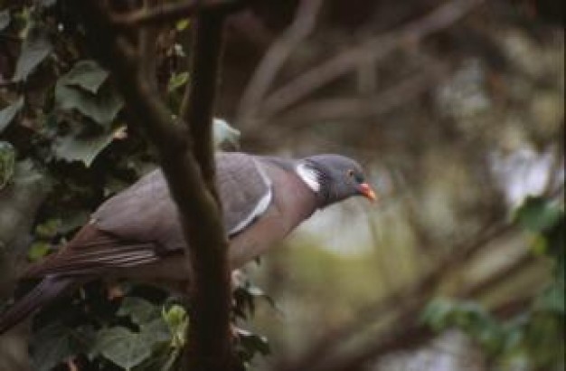 pigeon animal stopping at woods