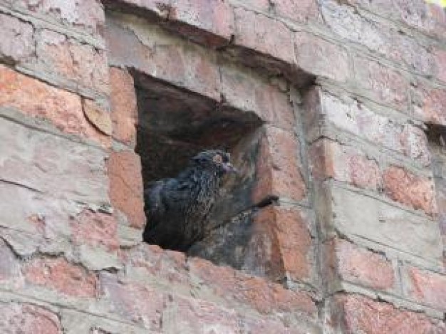 pigeon animal stopping in small brick window