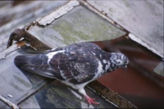 pigeon bird animal stopping on roof