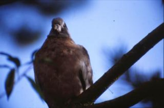 pigeon bird leaves with blue sky background