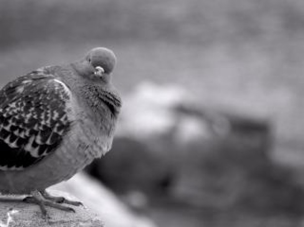 pigeon looking back in gray mode