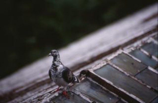 pigeon on roof top with sunset light