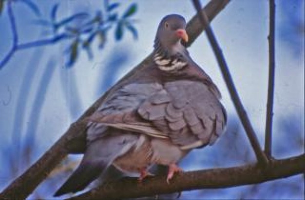 pigeon tree animal in back view with blue background
