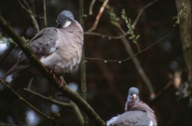 pigeons side view standing on branches