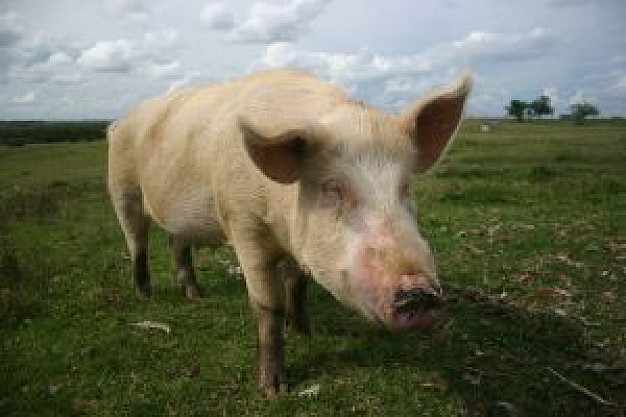 pigs running at grassland field