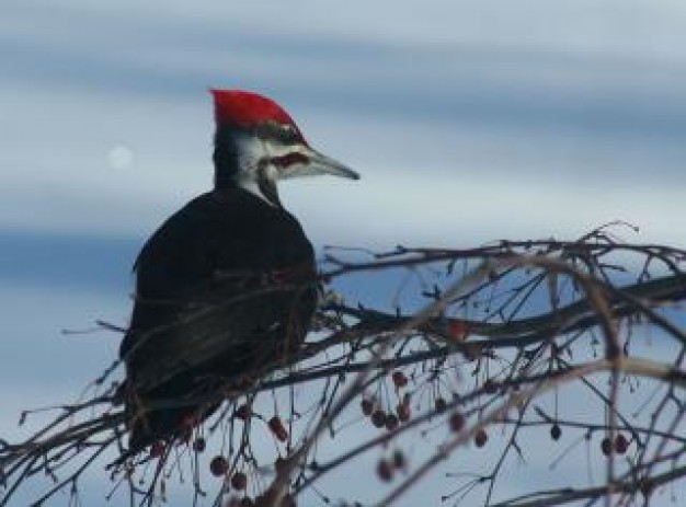 Pileated Woodpecker pileated Woodpecker standing the branch about Biology Flora and Fauna