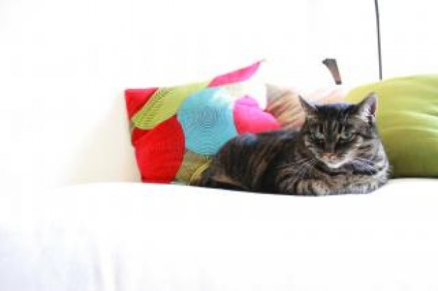 Pillow Shopping cat and bubbles about Home and Garden Bedroom