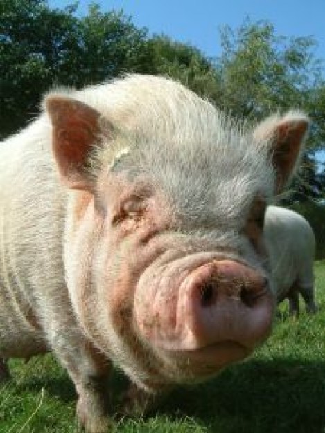 Pine pot Earth belly pig close-up portrait about Odor Fish