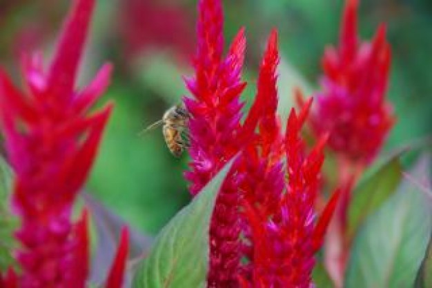 pink cockscomb flowers and a bee