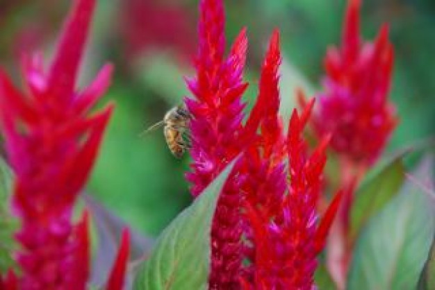 pink cockscomb flowers and a bee