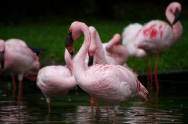 pink flamengos pink sitting and resting in lake water