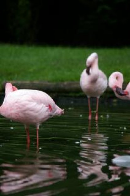 pink flamengos resting in lake with grassland at back