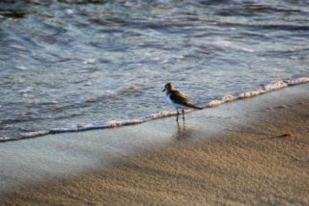 piper at the seas beach edge