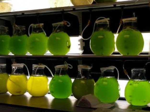 plankton live in transparent glass bottle