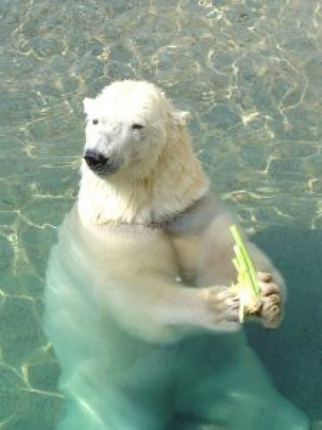 polar Bear about Toronto Zoo American Museum of Natural History