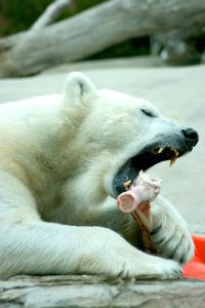 polar bear eating something with teeth