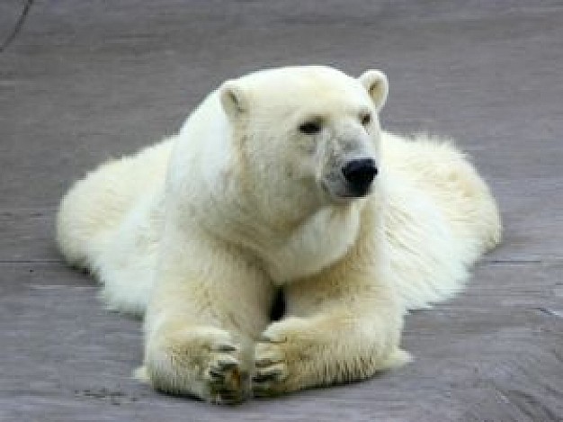 polar bear front view lying on rock