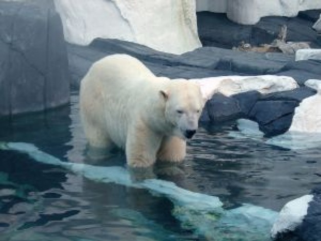 polar bear hunting food in snow ice sea