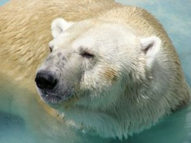 Polar bear playing in ice water about Toronto Zoo Biology