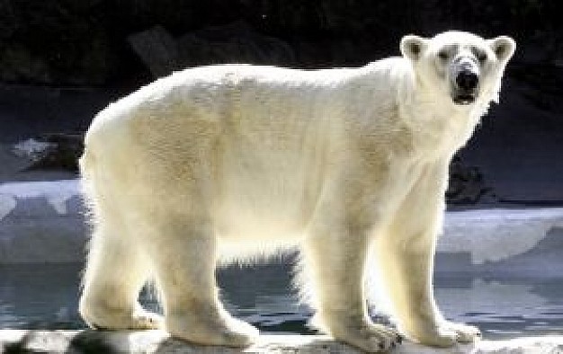 Polar bear polar American Museum of Natural bear photo about wild animal portrait