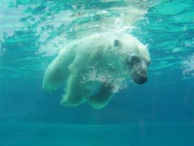 polar bear swimming in blue water