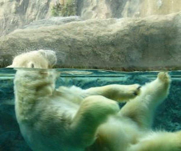 polar bear swimming over water