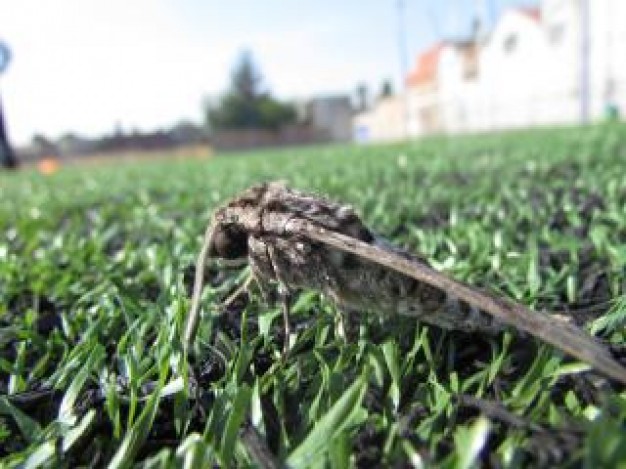 polilla crawling at grass