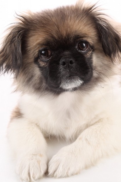 poodle dog animals with white background