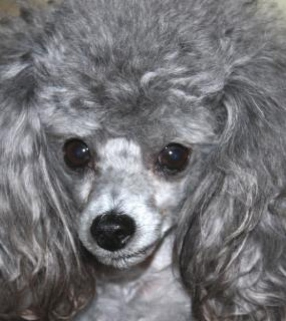 Poodle toy Dog poodle hair close-up about Pets Recreation