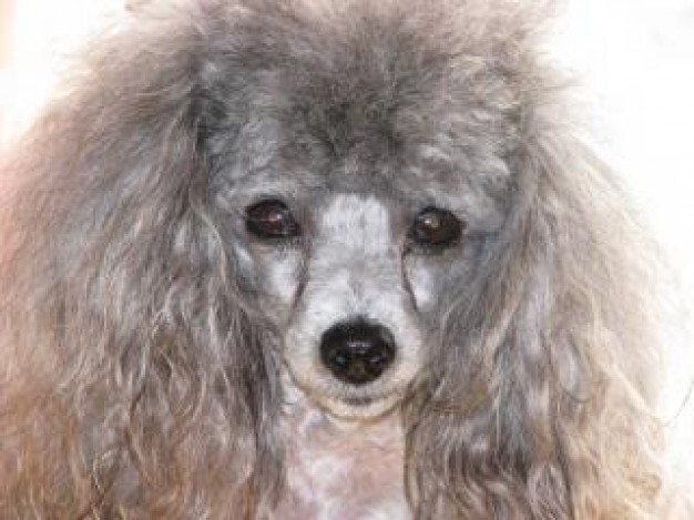 Poodle toy Dog poodle toypoodle about Pets Recreation