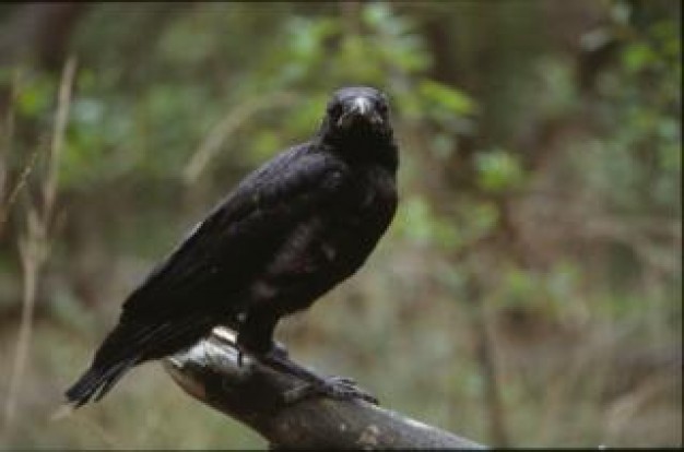 Pope black Apostolic Palace crow looking back close-up about forest animal