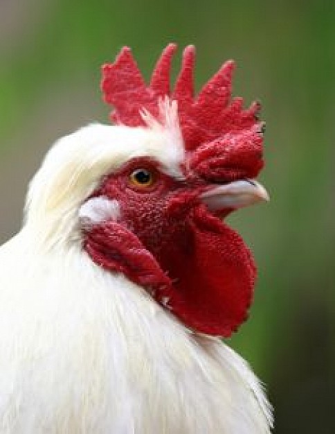 portrait of a hen head over nature background