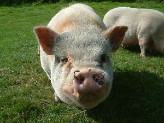 pot belly pig front feature at grassland