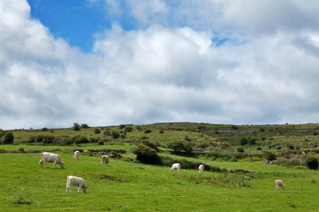 poulnabrone pasture landscape with green grassland and sheep