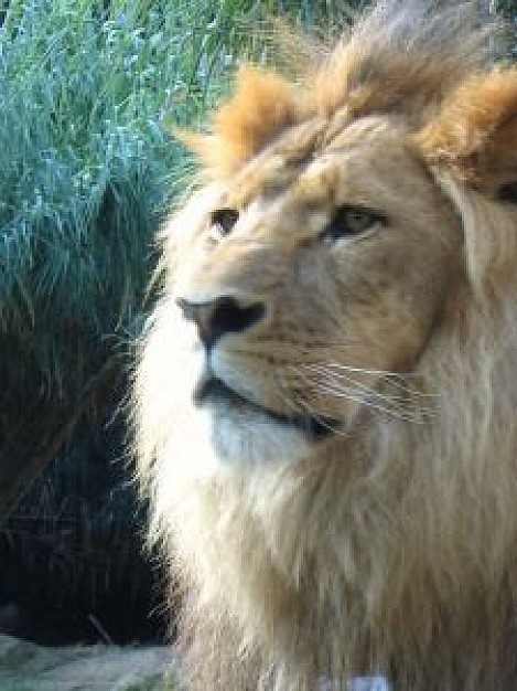 powerful lion head looking up with plants at background