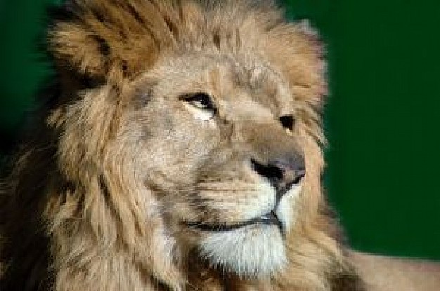 powerful lion head with green background