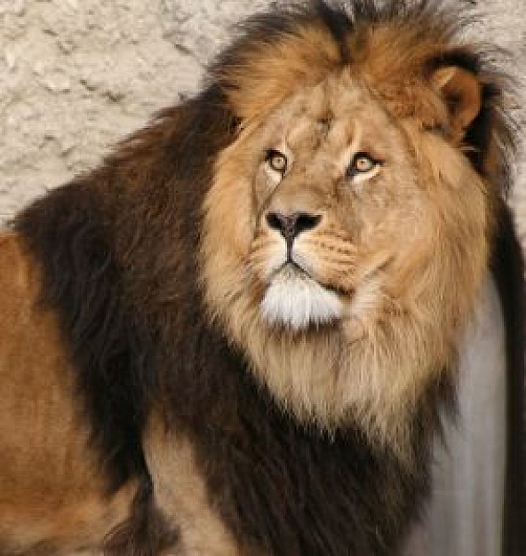 powerful lion looking back with dark mane