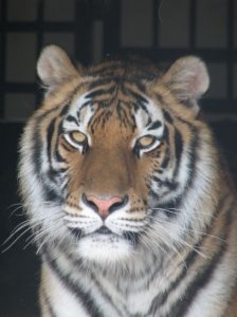 powerful tiger facial in front view