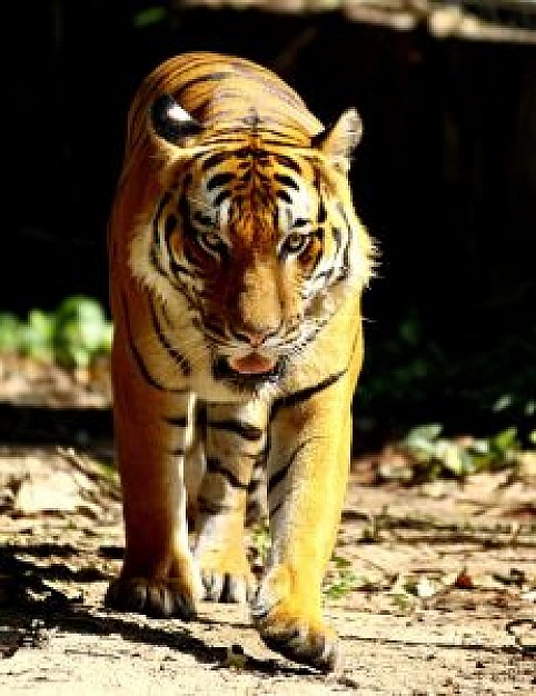 powerful tiger of big cat series in front view