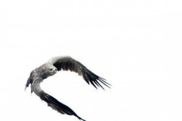 predator or prey eagle flying in the sky clip art
