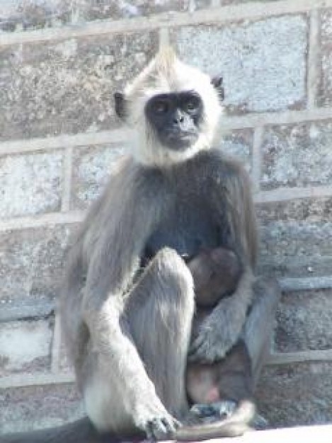 Primate mothers Mother love sitting at side of wall
