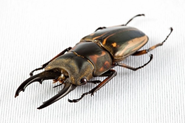 prosopocoilus zebra beetle crawling close-up facial