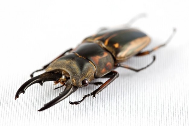 prosopocoilus zebra beetle in side view