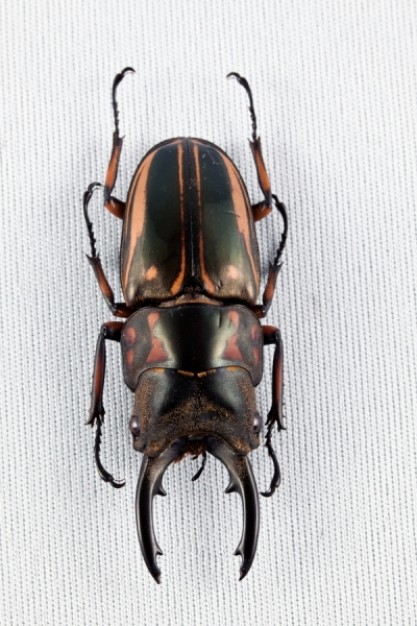 prosopocoilus zebra beetle top view feature