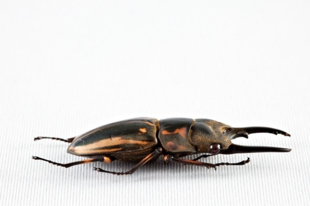 prosopocoilus zebra beetle with metal color